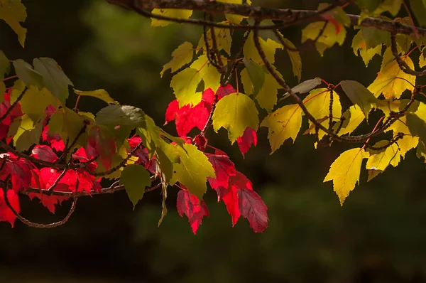 Branche Érable Aux Feuilles Jaune Vif Rouge Lumière Soleil Concentration — Photo