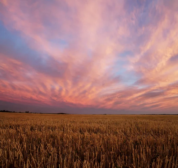 Sklizené Pšeničné Pole Při Západu Slunce — Stock fotografie