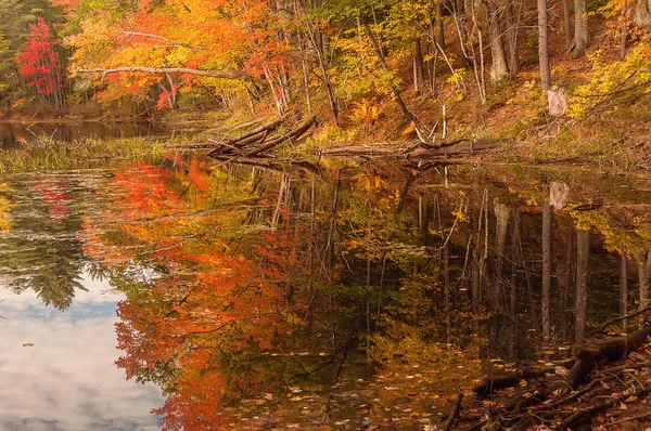 捨てられた湖の岸に明るい秋の紅葉の木 メイン州 — ストック写真