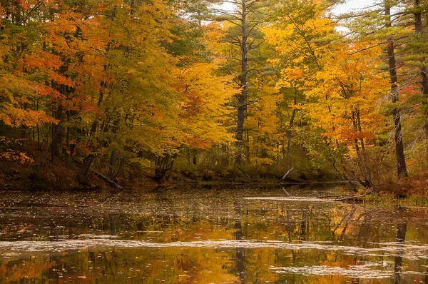 Lago Calmo Nella Foresta Con Alberi Autunnali Dai Colori Vivaci — Foto Stock