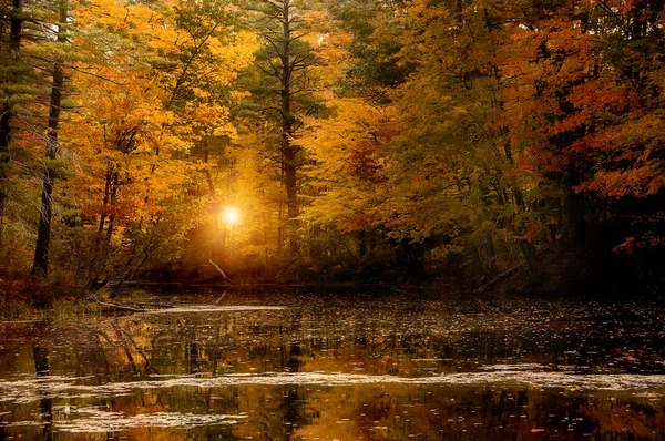 Lac Calme Dans Forêt Avec Des Arbres Automne Aux Couleurs — Photo