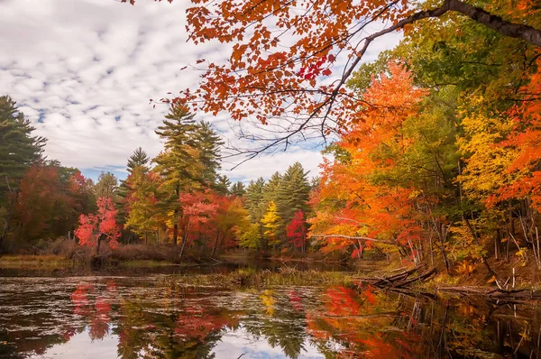 色鮮やかな秋の木々 と水の反射でフォレストの穏やかな湖 メイン州 — ストック写真