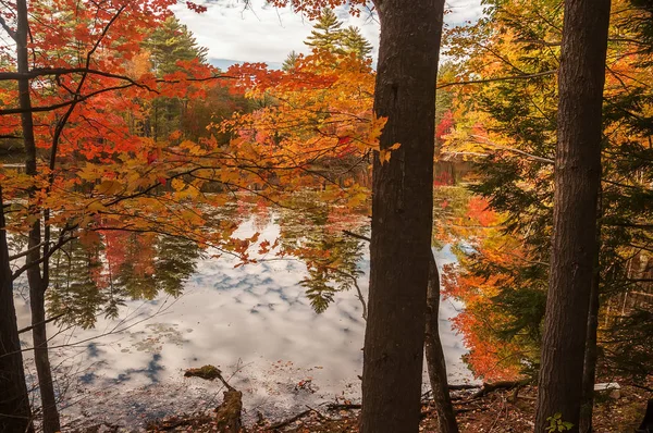 Ein Ruhiger See Wald Mit Bunten Herbstbäumen Und Spiegelungen Wasser — Stockfoto