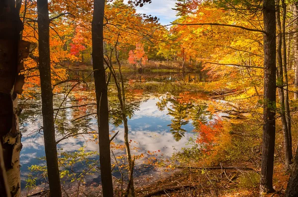 Μια Ήρεμη Λίμνη Στο Δάσος Λαμπρά Χρωματισμένα Φθινόπωρο Δέντρα Και — Φωτογραφία Αρχείου