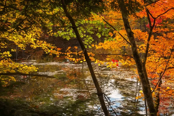 Lac Calme Dans Forêt Avec Des Arbres Automne Aux Couleurs — Photo