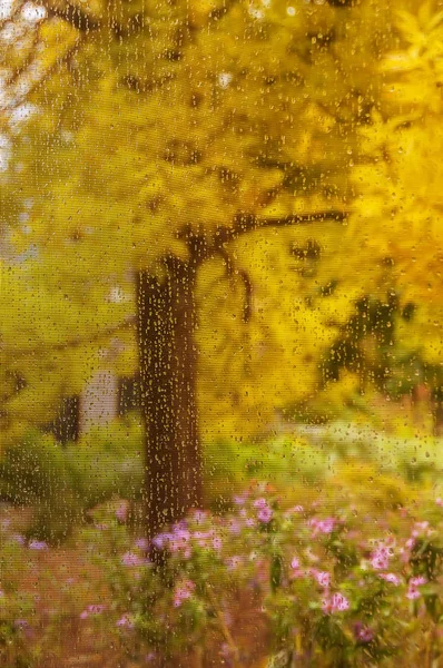 Autumn garden outside the window in the rain drops.