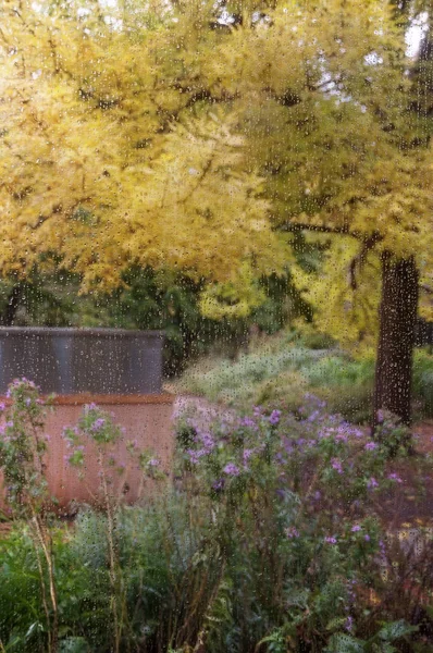 Jardin Automne Devant Fenêtre Sous Pluie Gouttes — Photo