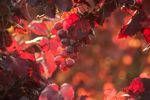 Roze Druif Van Druiven Onder Bladeren Van Wijngaard Een Zonnige — Stockfoto