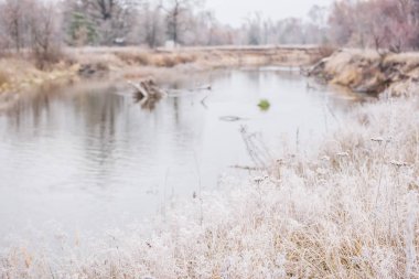 Beyaz hoarfrost çim ve çiçek bir vahşi küçük nehir kıyısında kaplı. Geç düşmek.