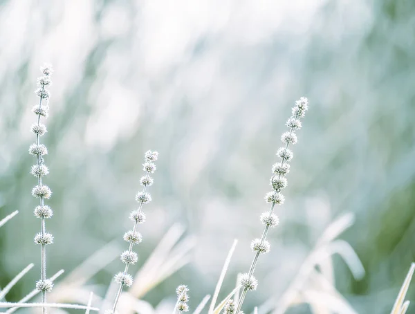 A gentle dry flowers covered with white fluffy hoarfrost. A beautiful gentle flower in the frost. The first frost. Selective soft focus.