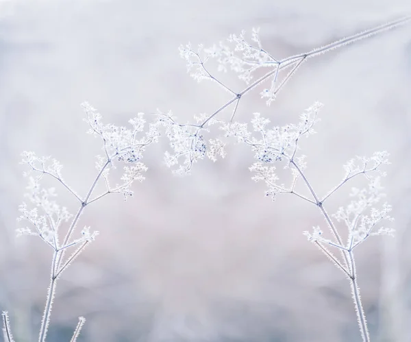 Una Planta Suave Cubierta Hoarfrost Esponjoso Blanco Una Hermosa Flor — Foto de Stock