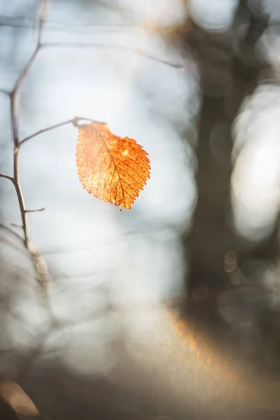 Een Rode Herfstblad Een Tak Zonlicht Artistieke Foto — Stockfoto