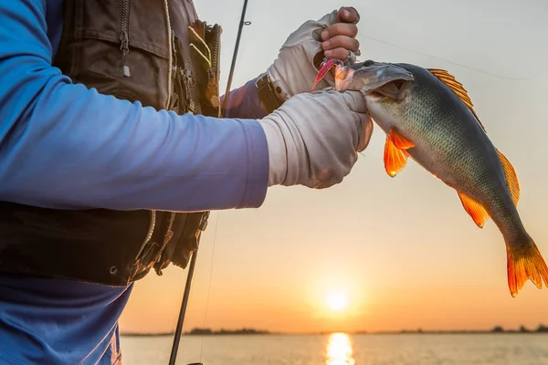 Een Visser Met Een Grote Vis Perch Een Siliconen Bait — Stockfoto