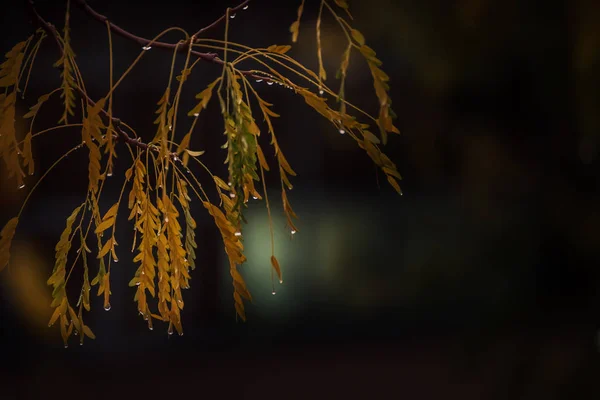 Ветка Жёлтыми Листьями Капельках Дождя Тёмном Фоне Осенняя Дождливая Погода — стоковое фото