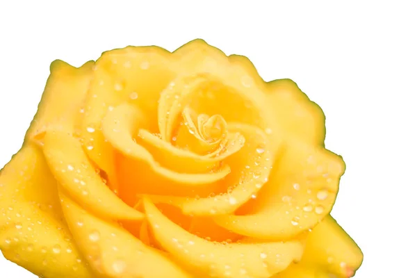 Amarelo Rosa Flor Close Gotas Orvalho Isolar Fundo Branco — Fotografia de Stock