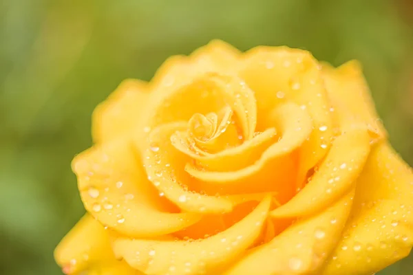 A yellow rose flower close-up in drops of dew on a green natural garden background.