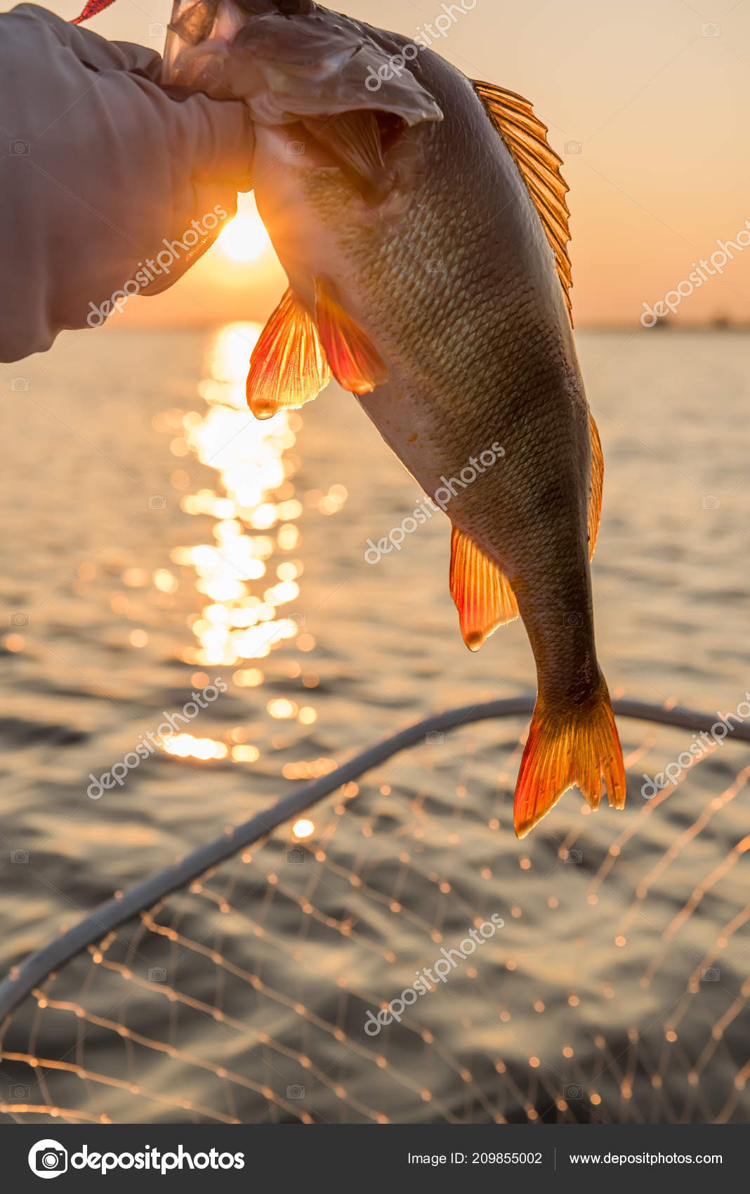 Levrek nehri Levrek nehri