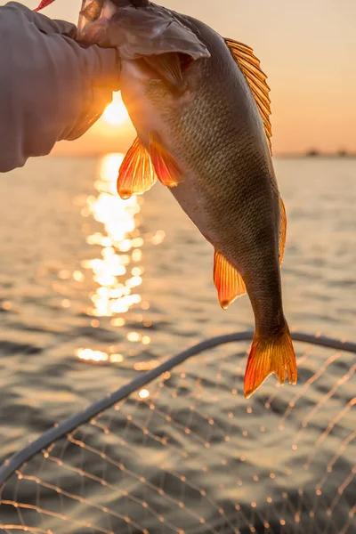 Een Grote Vissen Perch Rivier Bij Dageraad Close — Stockfoto