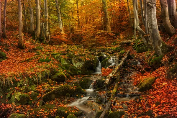 Ein Bach Herbstlichen Wald Fließt Zwischen Den Mit Moos Bedeckten — Stockfoto