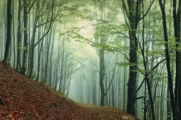 Een Mistig Fantastisch Herfstbos Beukenbomen Zijn Een Mist — Stockfoto