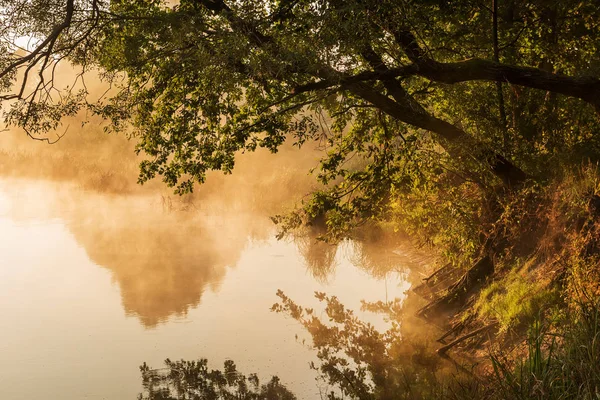 Trädet Böjd Över Floden Tidigt Morgonen Dimma — Stockfoto
