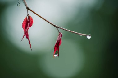 Kırmızı sonbahar yaprakları ve yağmur damlaları.