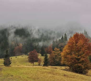 Firs ve dağın üzerinde sis sonbahar ağaçlarda.