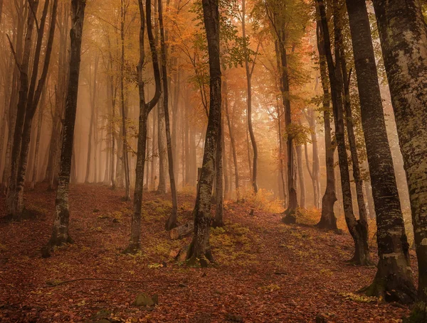 Herfst Beukenbos Bergen Alles Bedekt Met Rode Gevallen Bladeren — Stockfoto