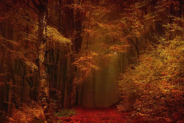 Herfst Beukenbos Bergen Een Pad Tussen Bomen Bedekt Met Rode — Stockfoto