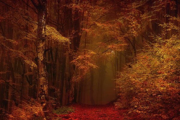 Beech autumn forest in the mountains. A path among the trees covered with red leaves fallen leaves.