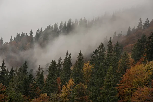Firmas Árvores Outono Nevoeiro Encosta Montanha — Fotografia de Stock