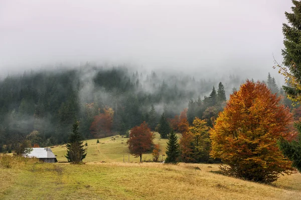 Έλατα Και Φθινοπωρινά Δέντρα Στην Ομίχλη Στην Πλαγιά Του Βουνού — Φωτογραφία Αρχείου