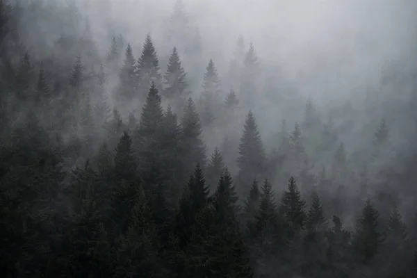 Bosque Místico Niebla Estilo Vintage Firs Niebla Ladera Montaña —  Fotos de Stock