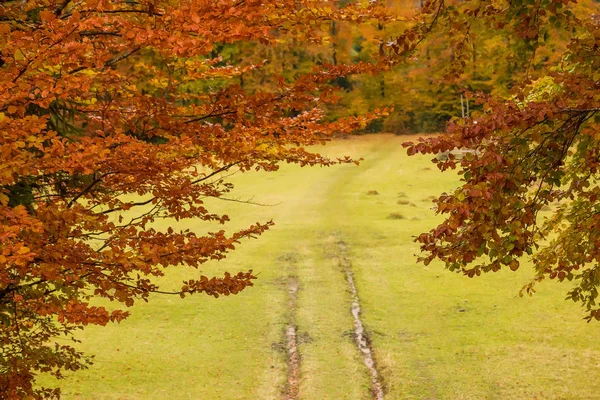 Een Bos Onverharde Weg Onder Gele Takken Van Bomen Bovenaanzicht — Stockfoto