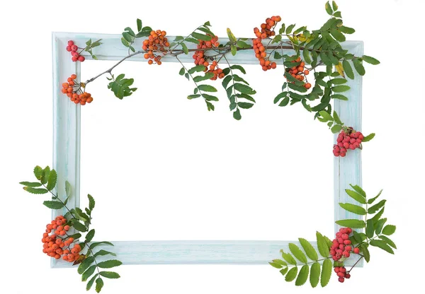 hafif ahşap vintage Vintage çerçeve ve kontur üzerinde hafif bir arka plan üzerinde kırmızı sonbahar üvez meyveleri. Beyaz arka plan üzerinde yalıtmak. Tedarik fikirler ve yazıtlar için.