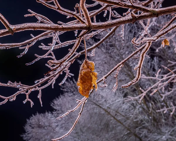Ночное Фото Ледяные Ветви Дерева Сухой Лисит Покрытый Корой Льда — стоковое фото