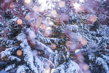 Soyut sanat fotoğraf. Firs kar ve güneşli bokeh bunnies fotoğrafın. Seçici yumuşak odak.