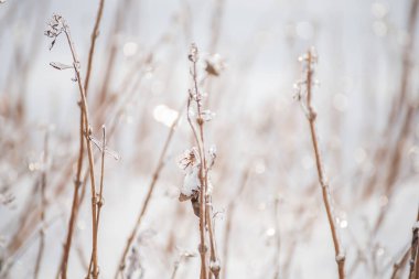 çim ve çiçek bir kış orman glade köpüklü buz kaplı. nazik bir sanatsal fotoğraf.
