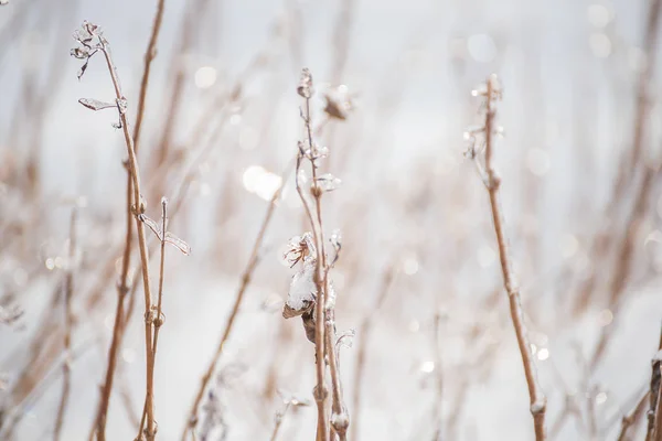 Gras Bloemen Bedekt Met Sprankelende Ijs Een Winter Forest Glade — Stockfoto