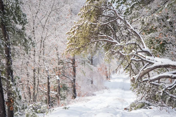 Path Winter Snow Covered Forest Usa Maine — Stock Photo, Image