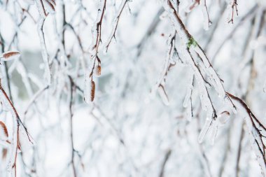 Huş tomurcukları bir buzlu parlak kaplama içinde. Kış masal.