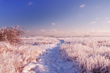 Buzlu bir çim bembeyaz bir alanıyla birlikte çalışan bir yol. Soğuk güneşli manzara.