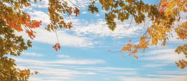 Branches Autumn Tree Background Gentle Cloudy Sky Frame Branches Autumn — Stock Photo, Image