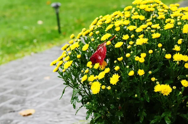Sarı Sonbahar Kasımpatı Sonbahar Firs Bahçedeki Çiçekleri — Stok fotoğraf