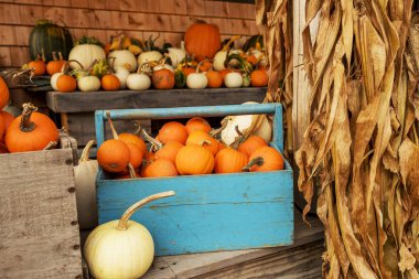 Farklı kabaklar bir çiftlikte. Cadılar Bayramı işareti, hasat sembolü.