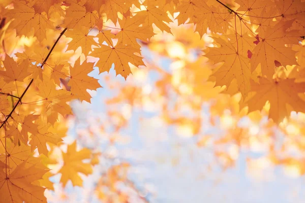 黄色いもみじの紅葉が青い空を背景に枝のフレームです 秋の公園の自然な背景 — ストック写真