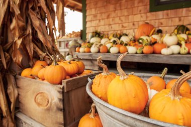 Farklı kabaklar bir çiftlikte. Cadılar Bayramı işareti, hasat sembolü.