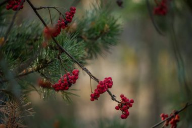 Dalları ile sonbahar orman meyveleri kırmızı rowan.