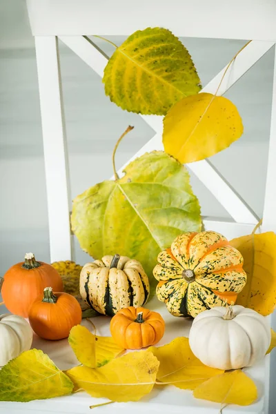 Verschiedene Mini Kürbisse Und Herbstblätter Herbststilleben — Stockfoto
