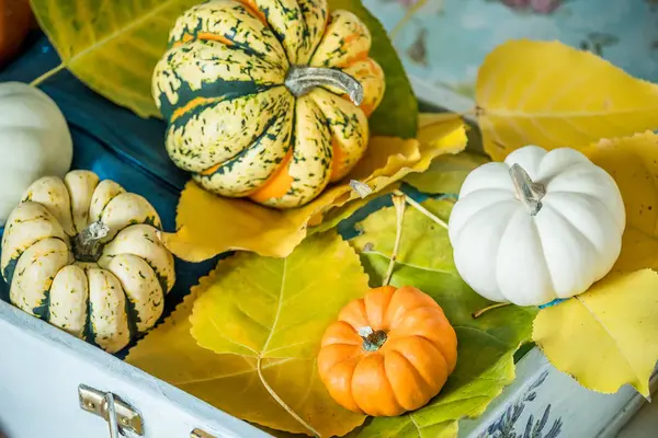 Různých Mini Dýně Podzimní Listí Staré Vintage Kufr Podzimní Zátiší — Stock fotografie